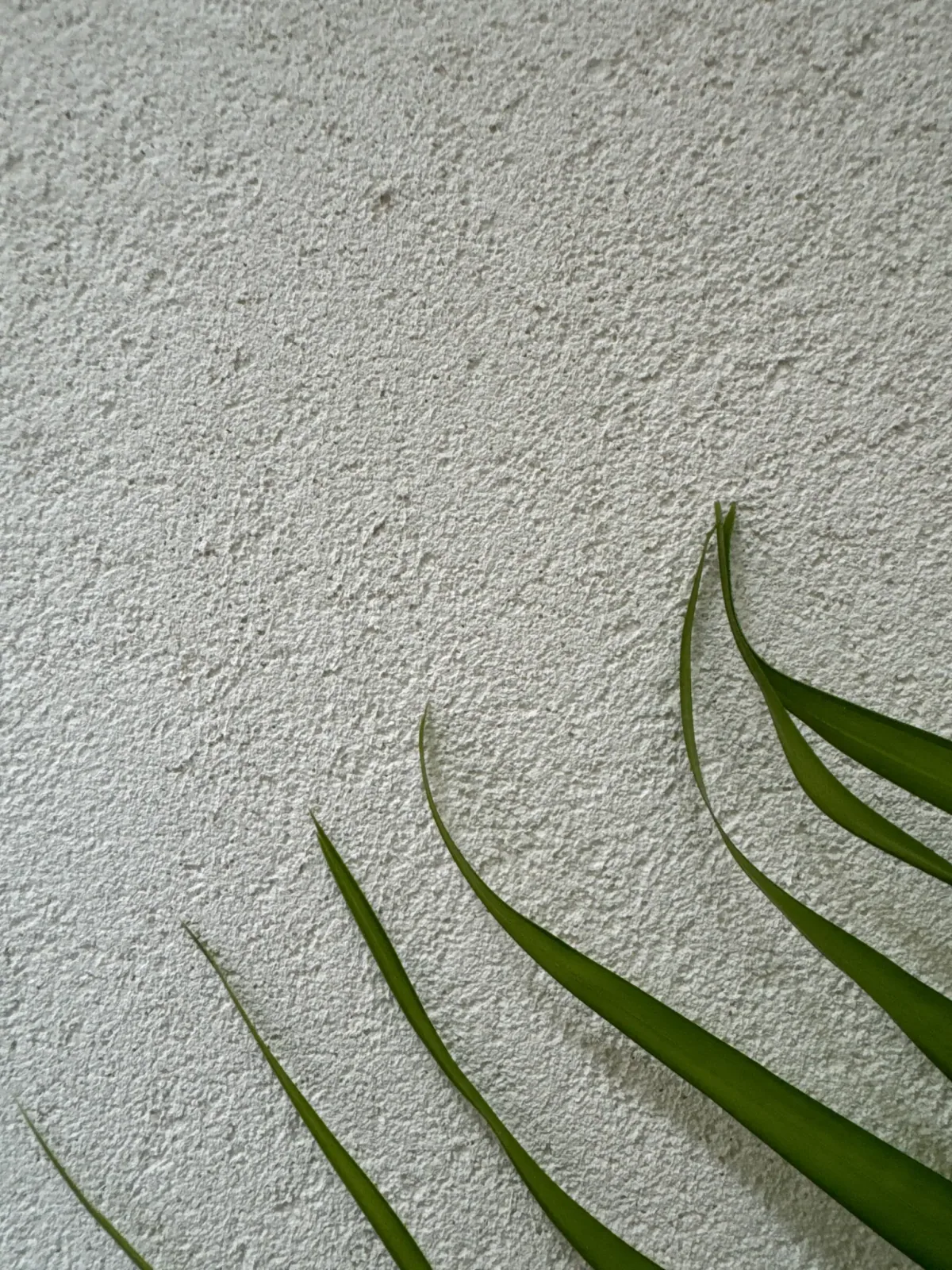 Quiet Luxury in Mineral Layers - Study 57, a marmorino commercial decorative finish in travertine cream